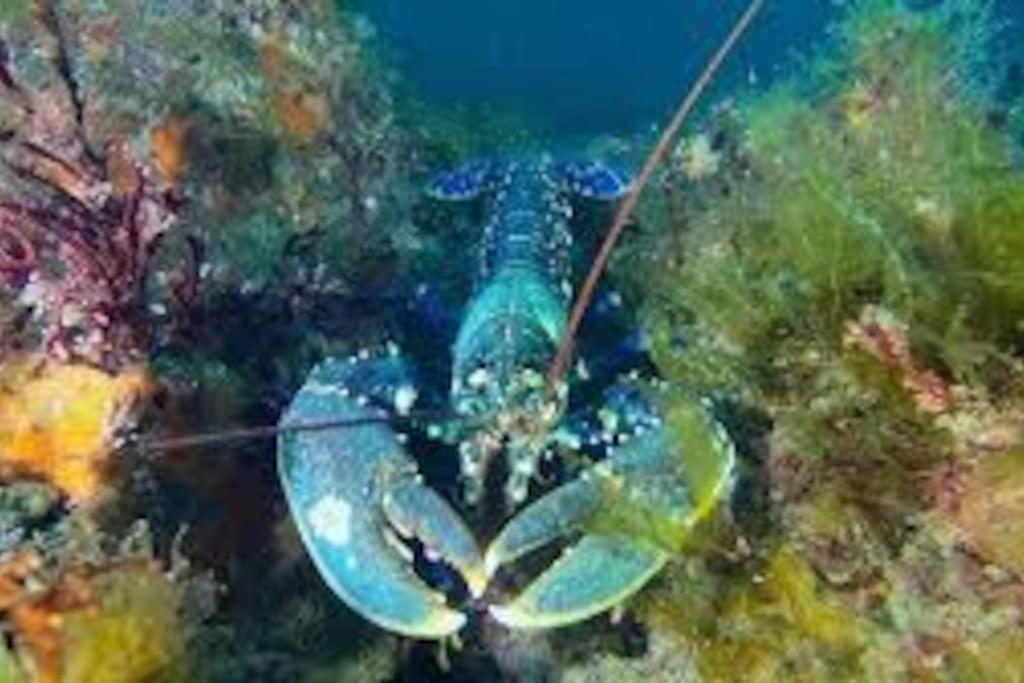 Gite Entre Mer Et Abers Landéda Εξωτερικό φωτογραφία